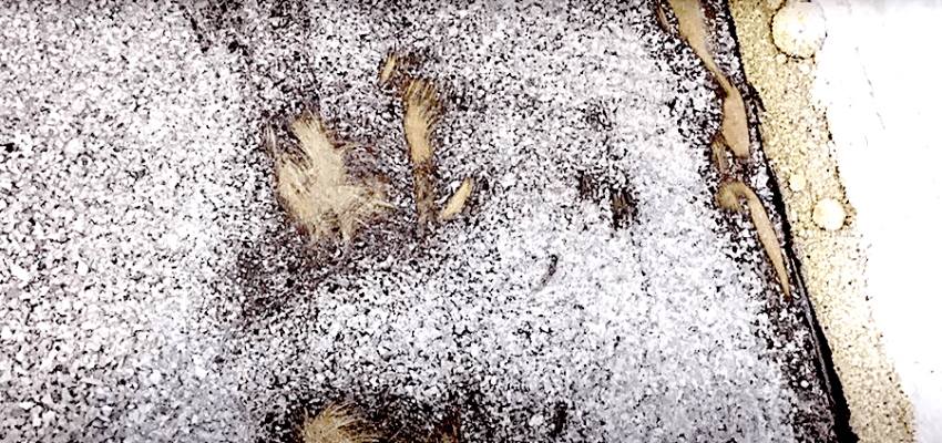 ASTM D7234 Pull-Off Attachment Quality Testing