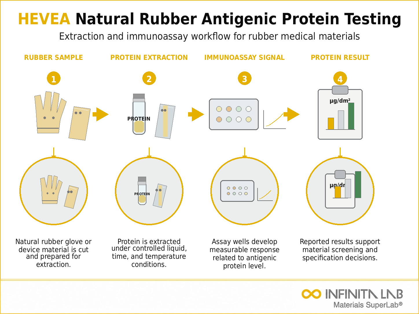 Infinita Engineering Visual showing Antigenic Proteins In medical device / healthcare testing workflow for antigenic proteins in hevea natural rubber: detection & testing methods.