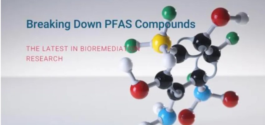 Microscopic view of bacteria breaking down PFAS molecules