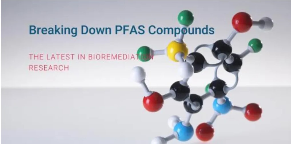 Microscopic view of bacteria breaking down PFAS molecules